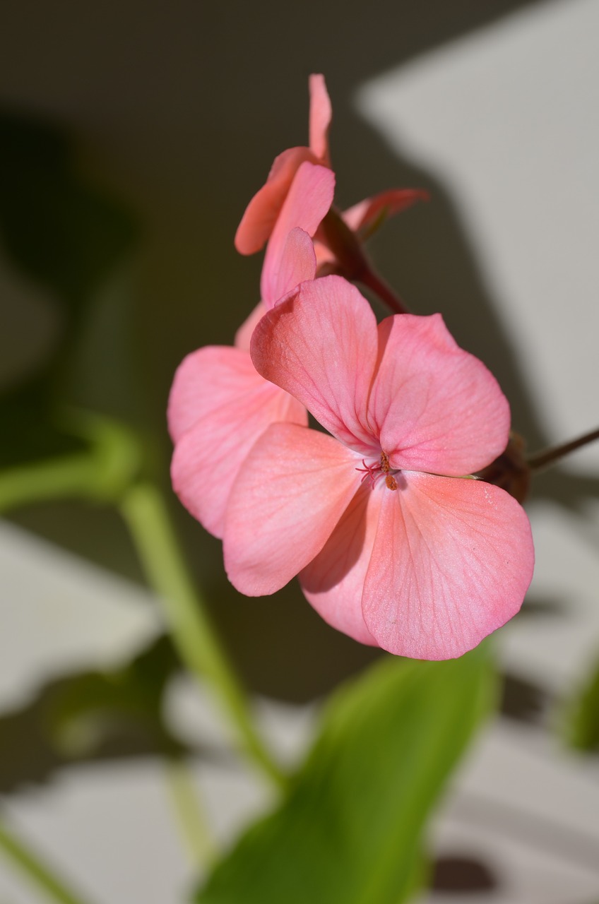 malbon flower macro free photo