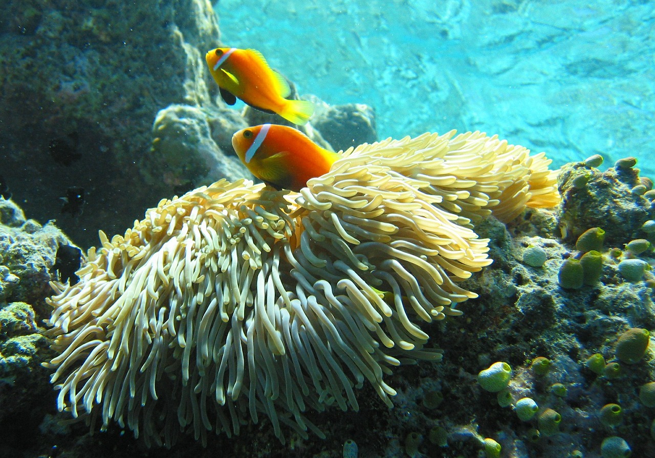 maldive anemonefish clownfish tropical free photo