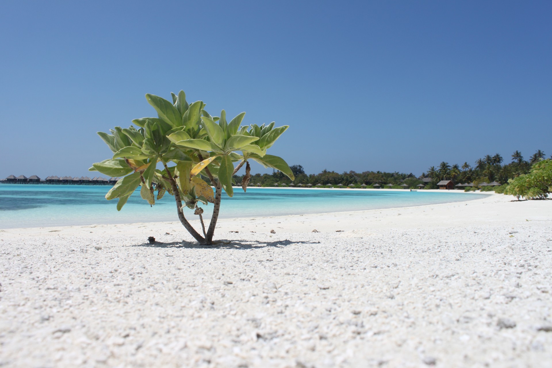 maldive 2014 olhuveli free photo