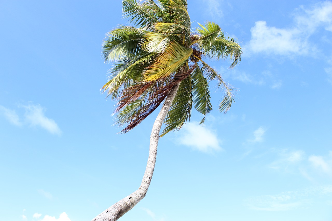 maldives palm sky free photo