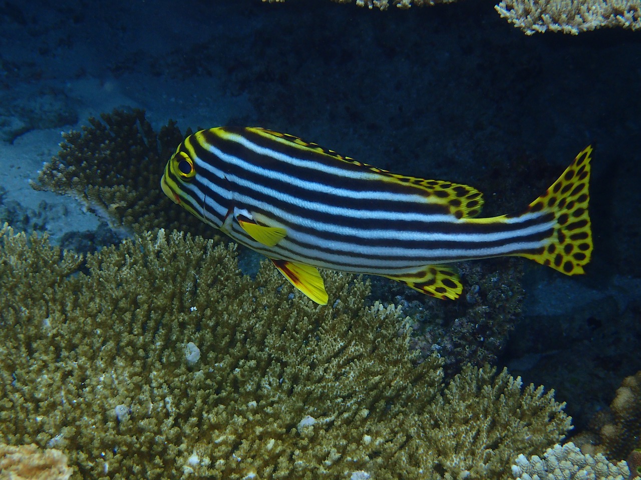 maldives the indian ocean fish free photo