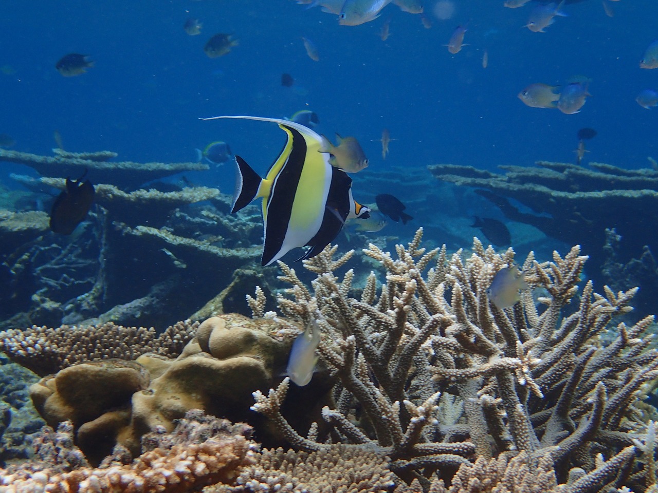 maldives the indian ocean fish free photo
