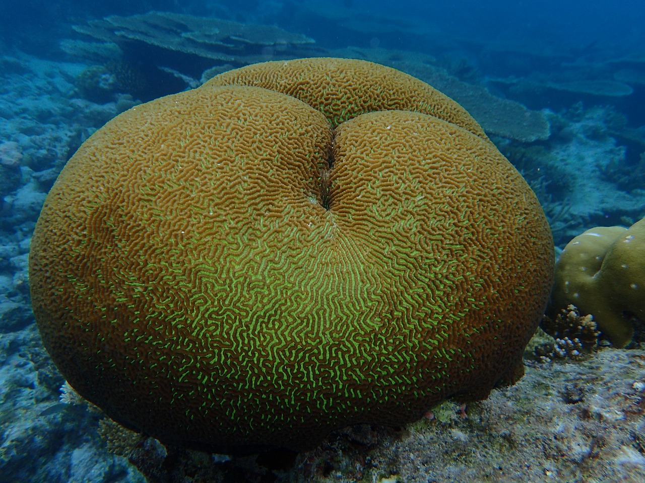 maldives the indian ocean corals free photo