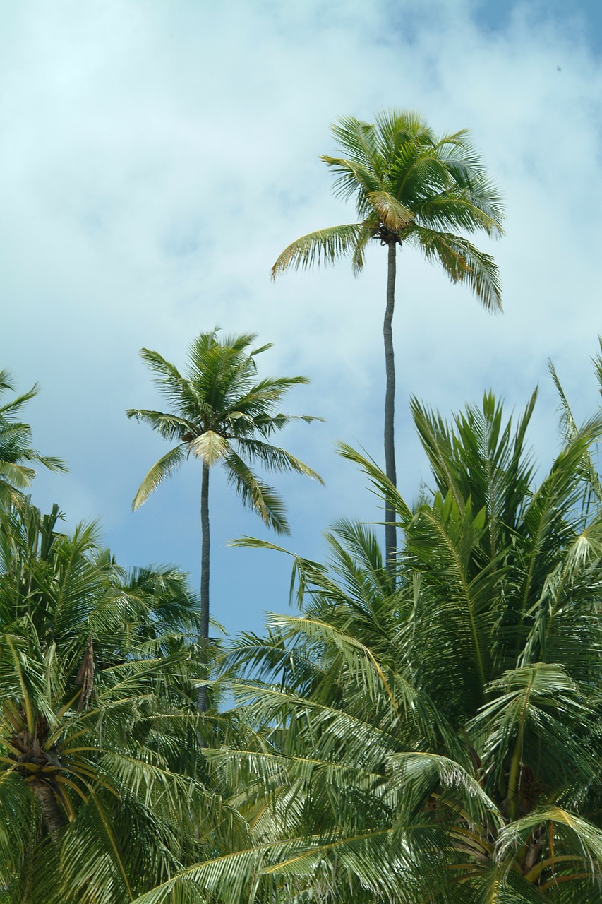 maldives palms beach free photo