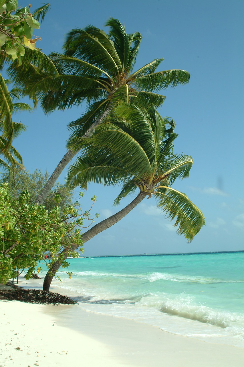 maldives palma beach free photo