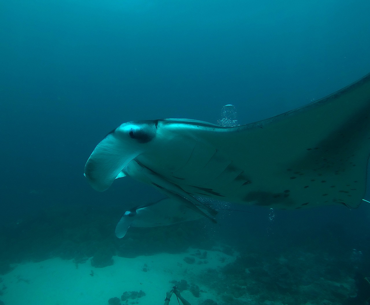 maldives manta rays diving free photo