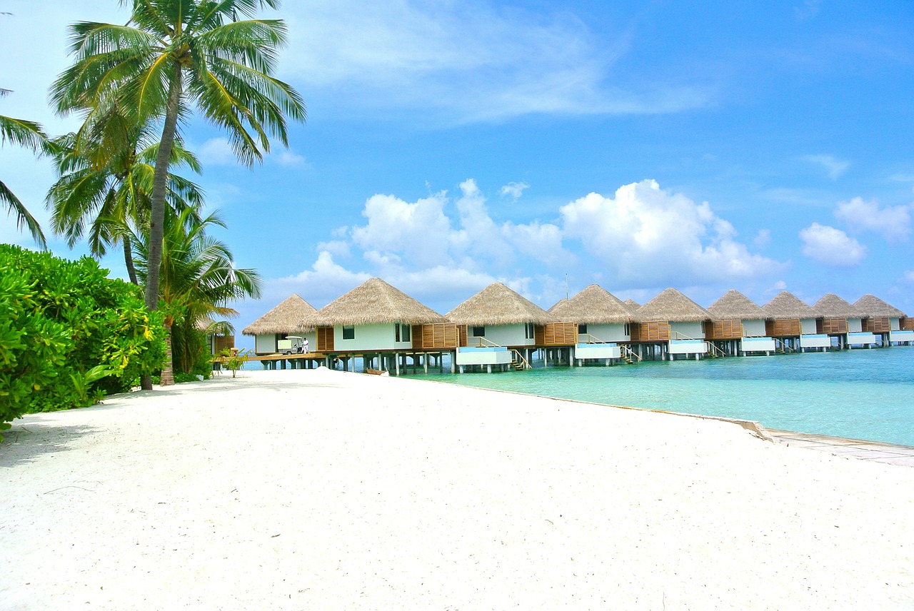 maldives beach coconut free photo