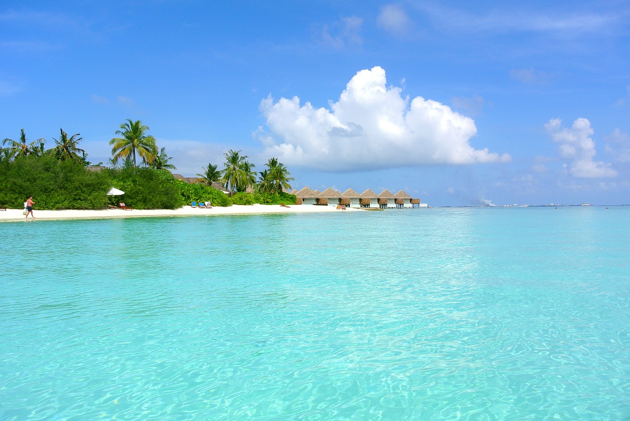 maldives coconut tree sea free photo