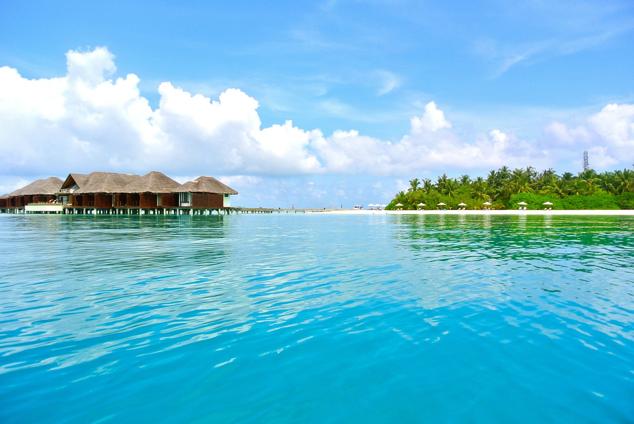 maldives coconut tree sea free photo