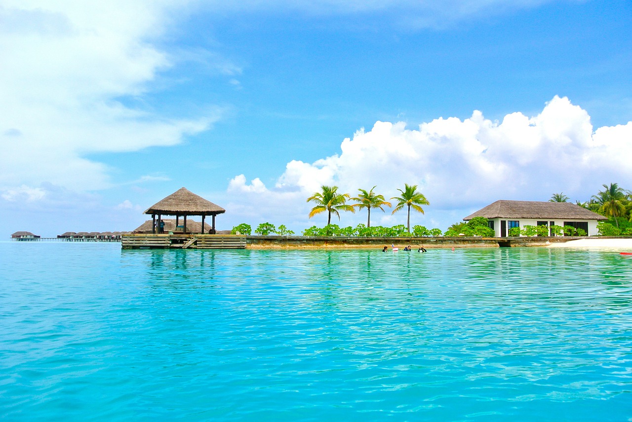 maldives coconut tree sea free photo