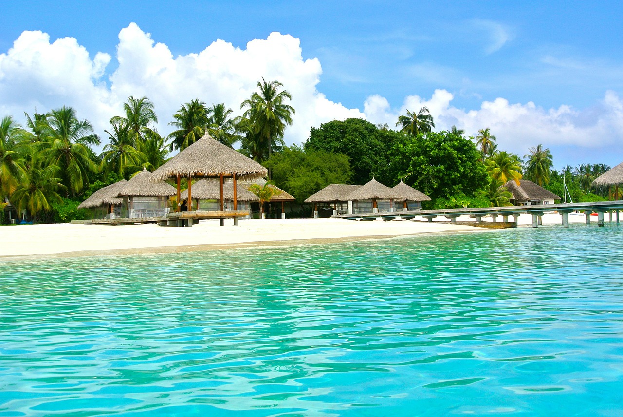 maldives coconut tree sea free photo