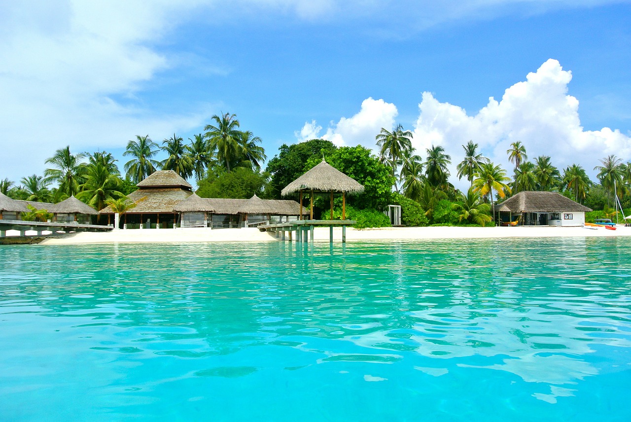 maldives coconut tree sea free photo