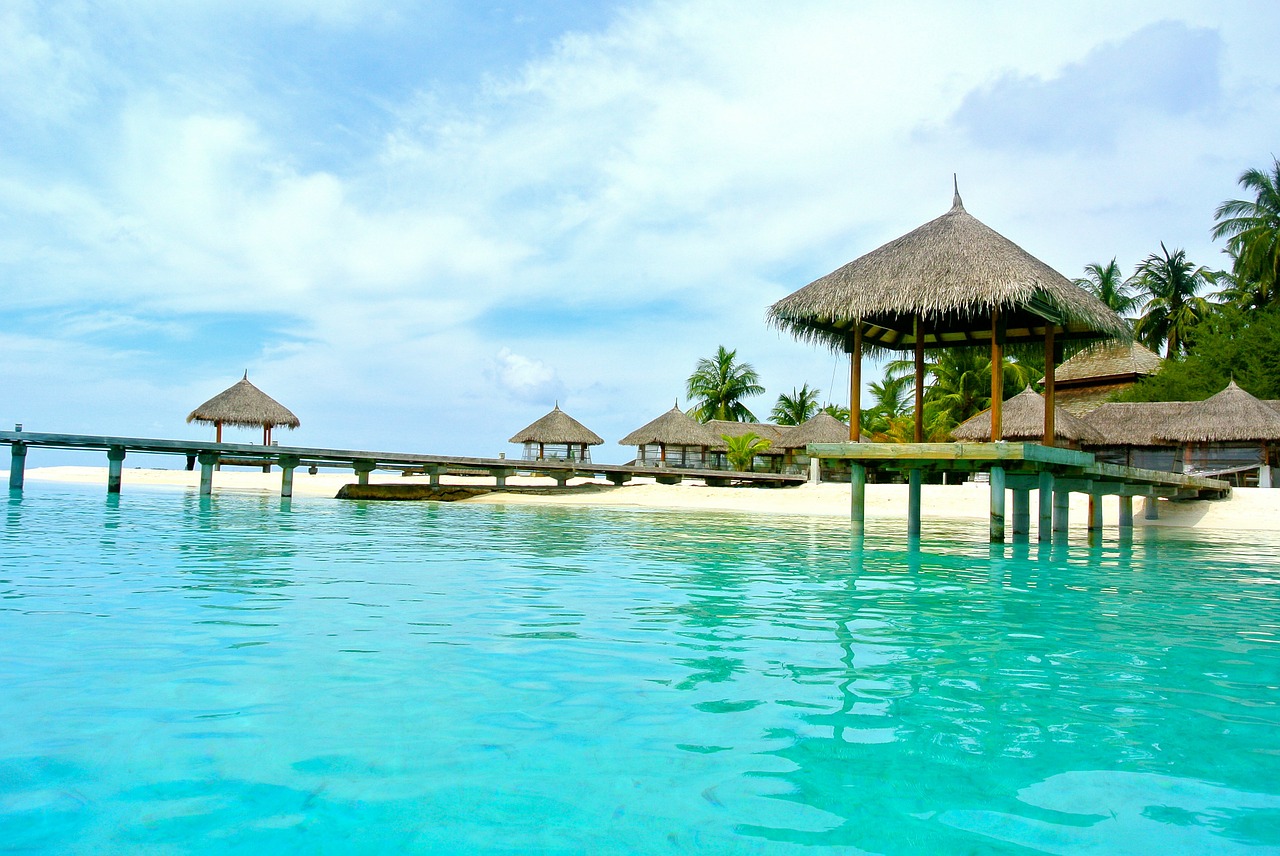 maldives coconut tree sea free photo