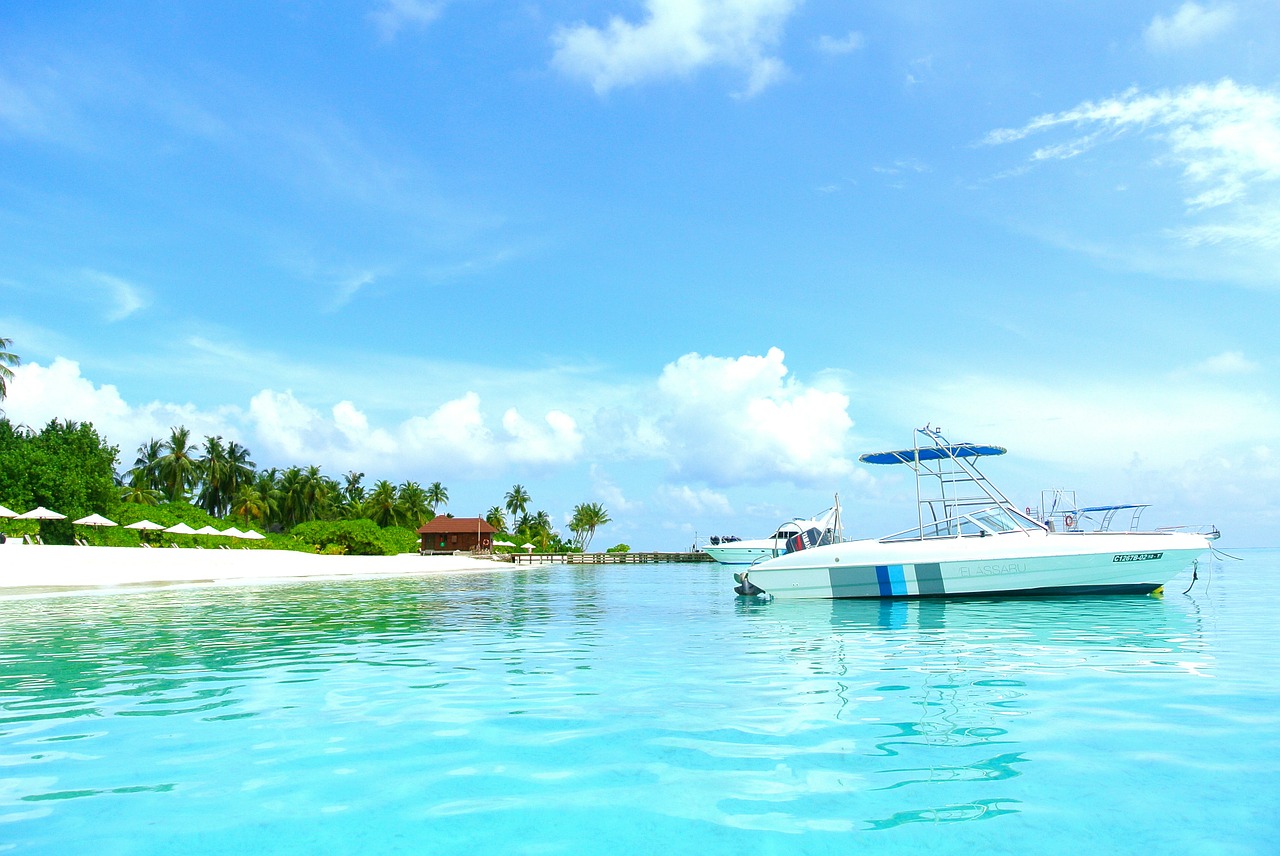 maldives coconut tree sea free photo