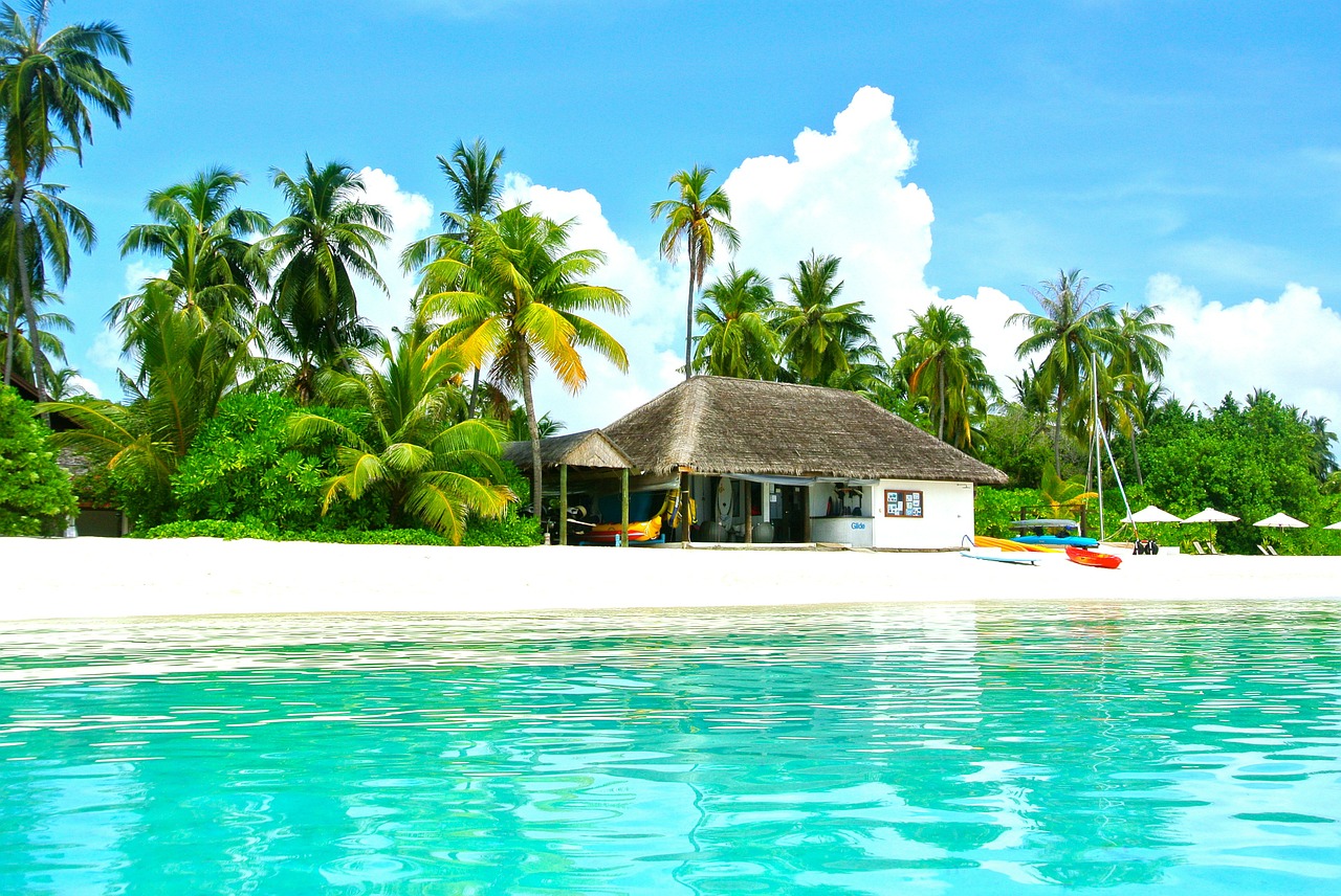 maldives coconut tree sea free photo