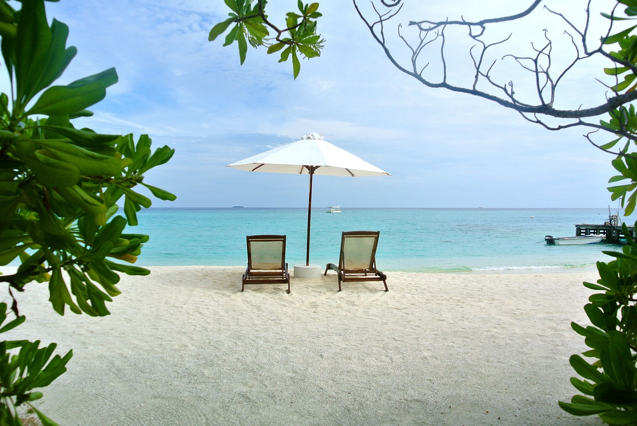 maldives coconut tree sea free photo