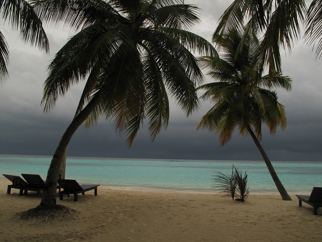 maldives palms beach free photo