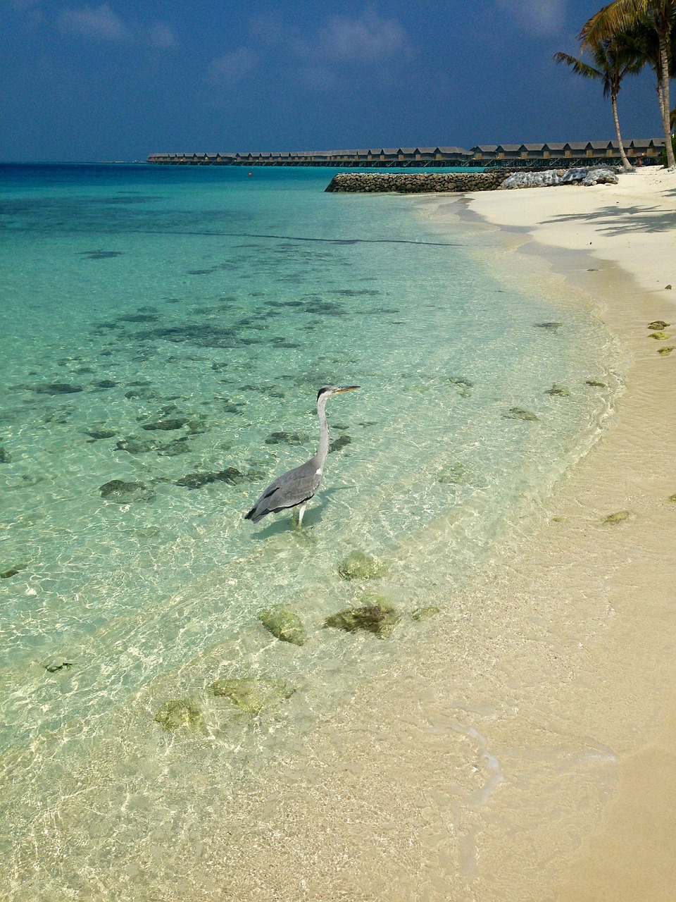 maldives beach bird free photo