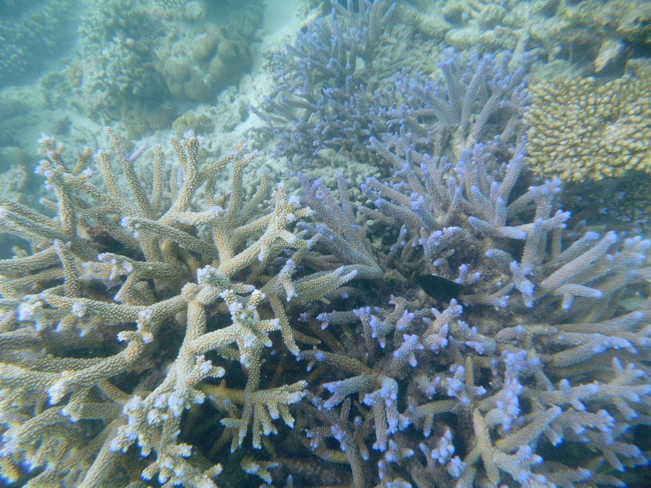 maldives sea coral free photo