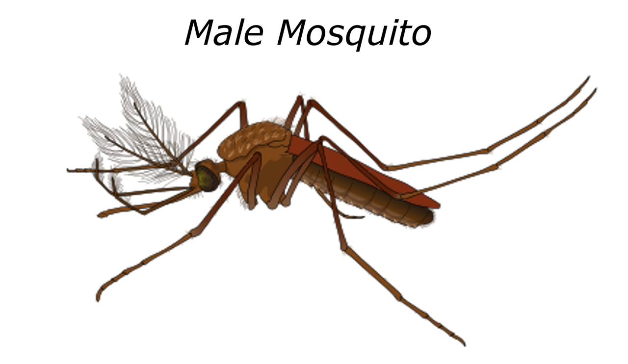 male mosquito malaria free photo