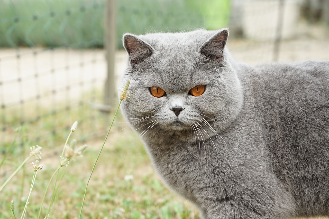 male british shorthair free photo