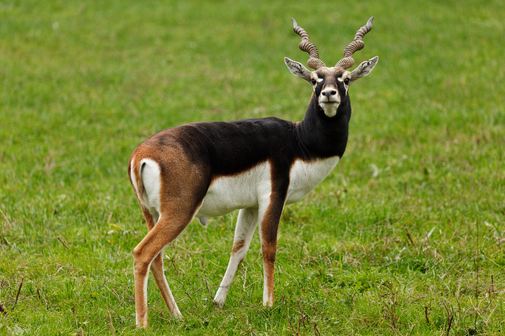 animal antelope blackbuck free photo