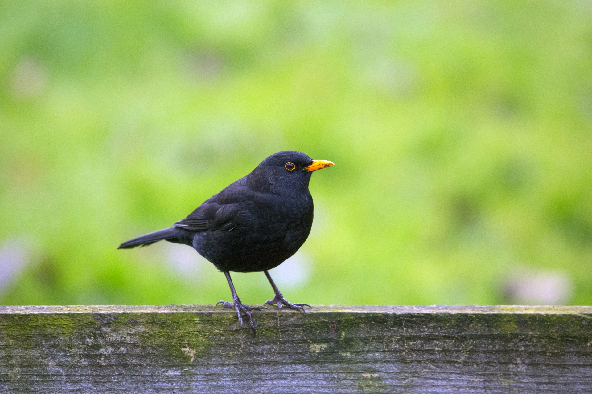 blackbird thrush - bird bird free photo