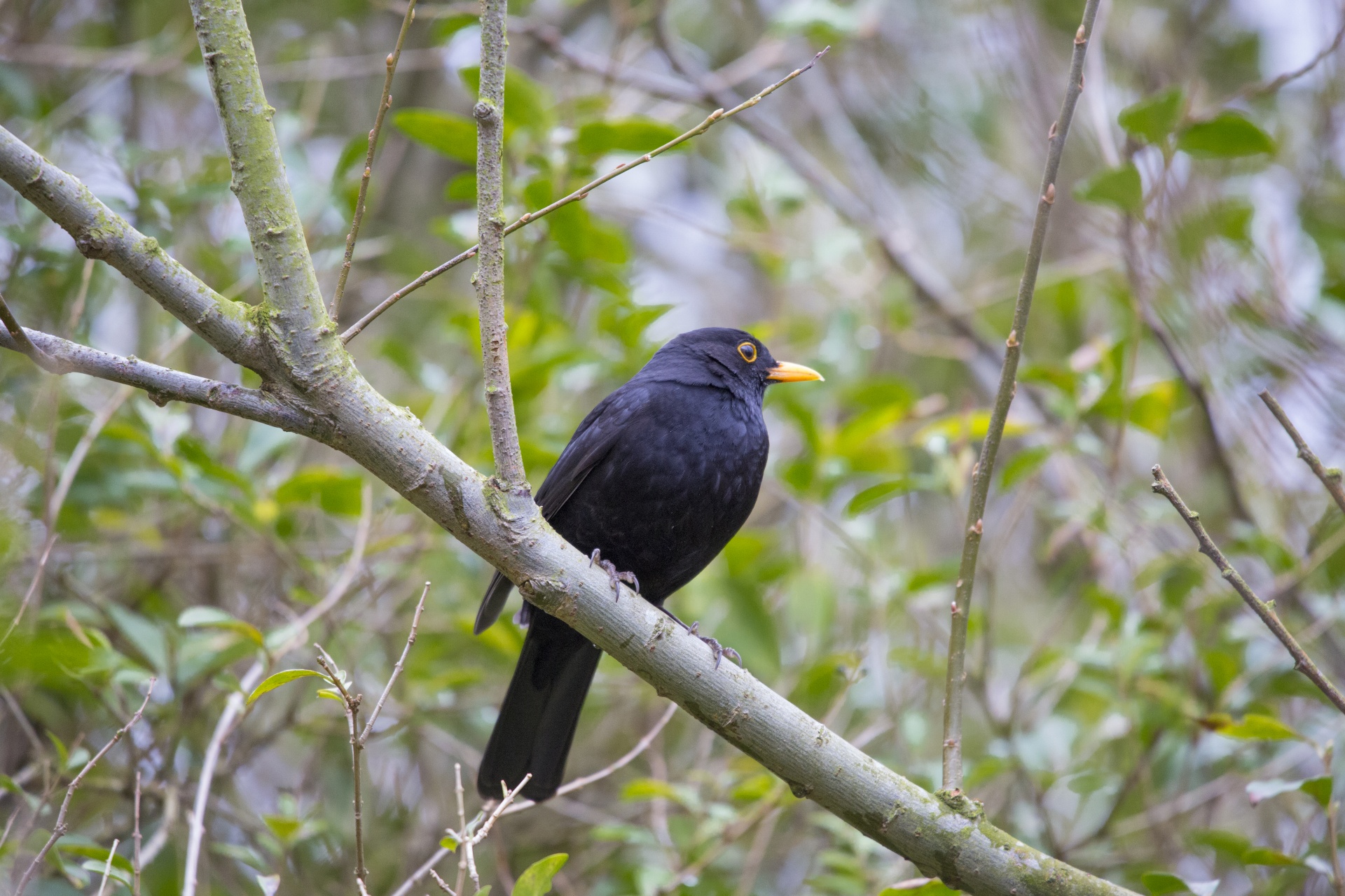 blackbird thrush - bird bird free photo