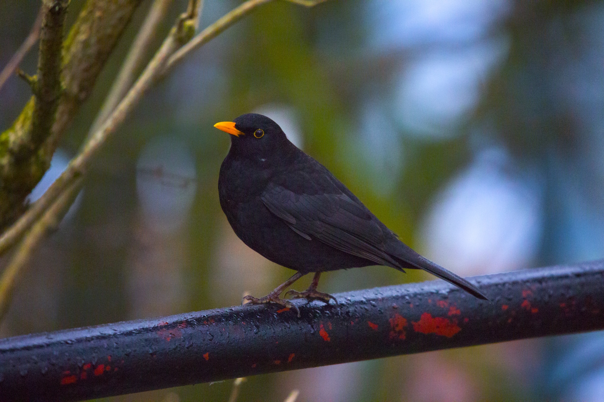 blackbird thrush - bird bird free photo