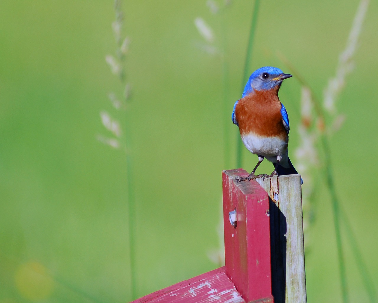 male blue bird blue bird bird free photo