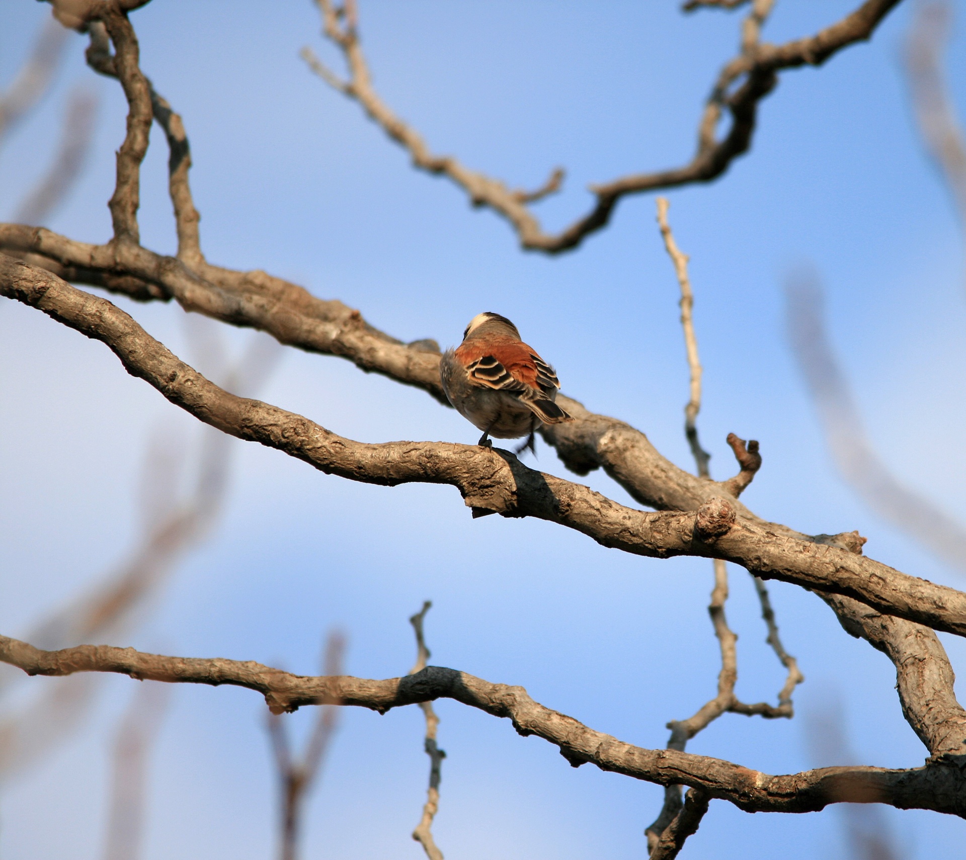 bird cape sparrow small free photo