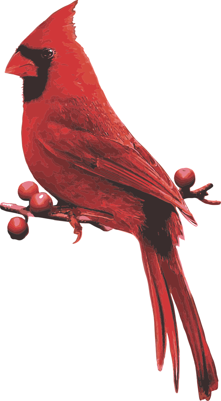 male cardinal  red bird  cardinal with berries free photo