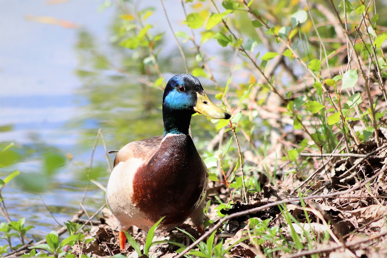 male duck  colorful plumage  bird watching free photo