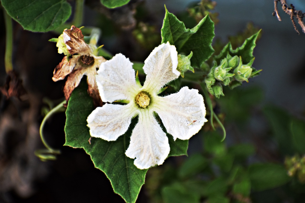 male flower  gourd flower  white free photo