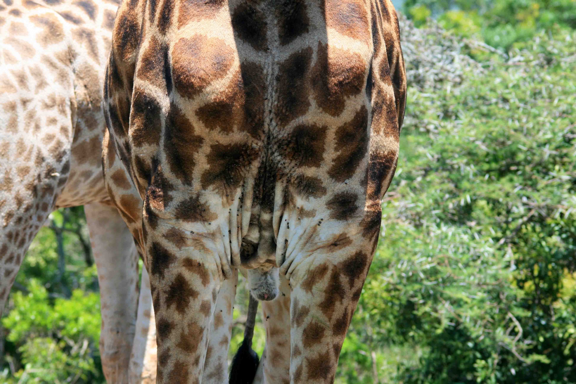 giraffe animal patterned free photo