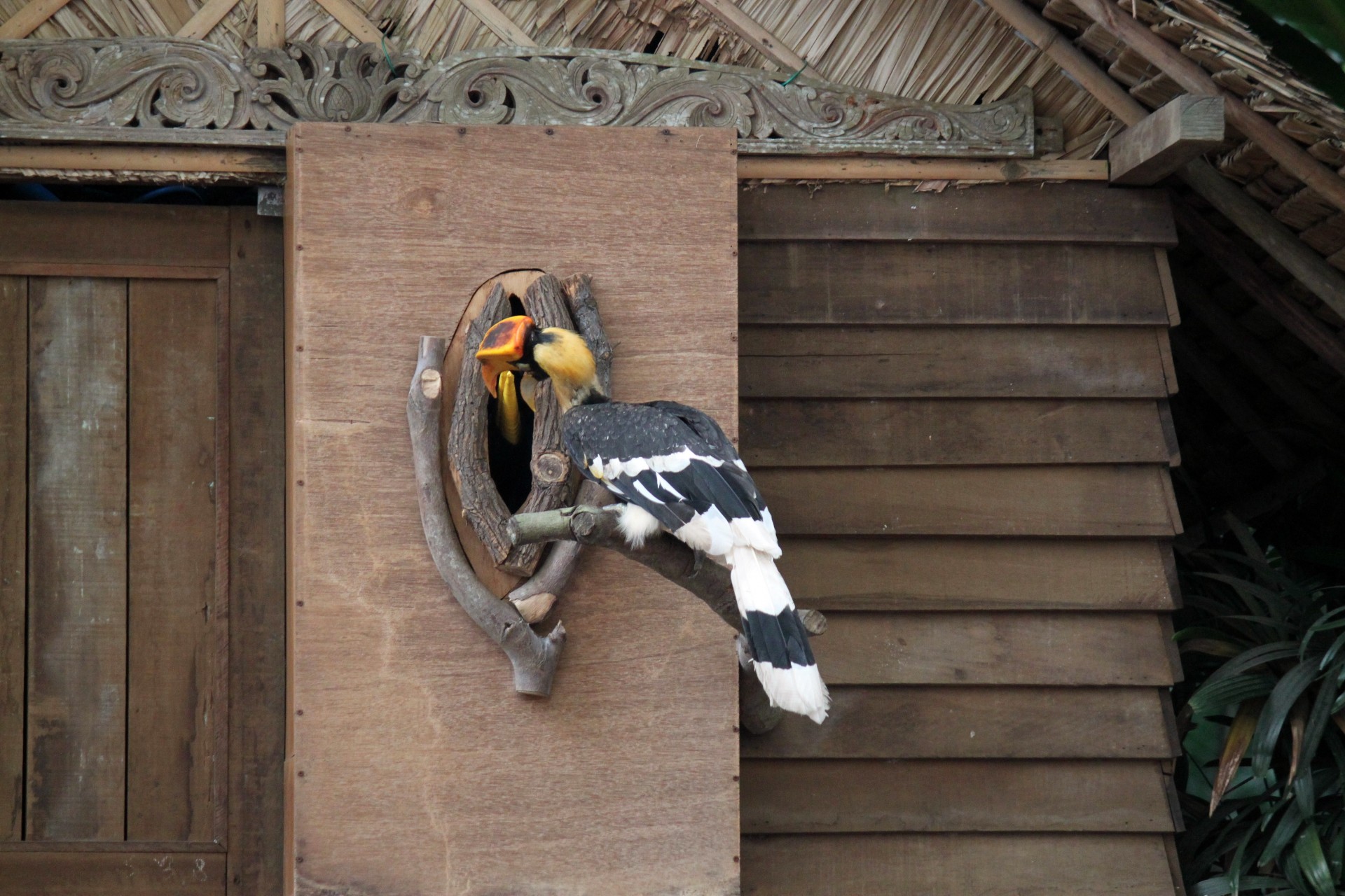 male hornbills taking free photo
