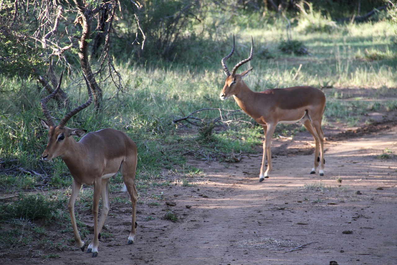 male impala pilanesberg safari free photo