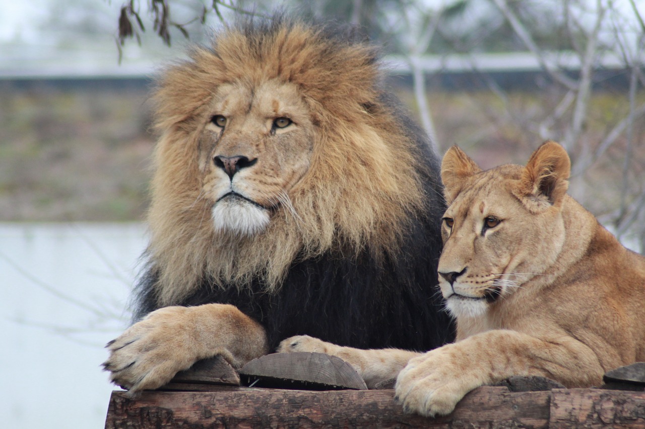 male lion  lioness  lion free photo