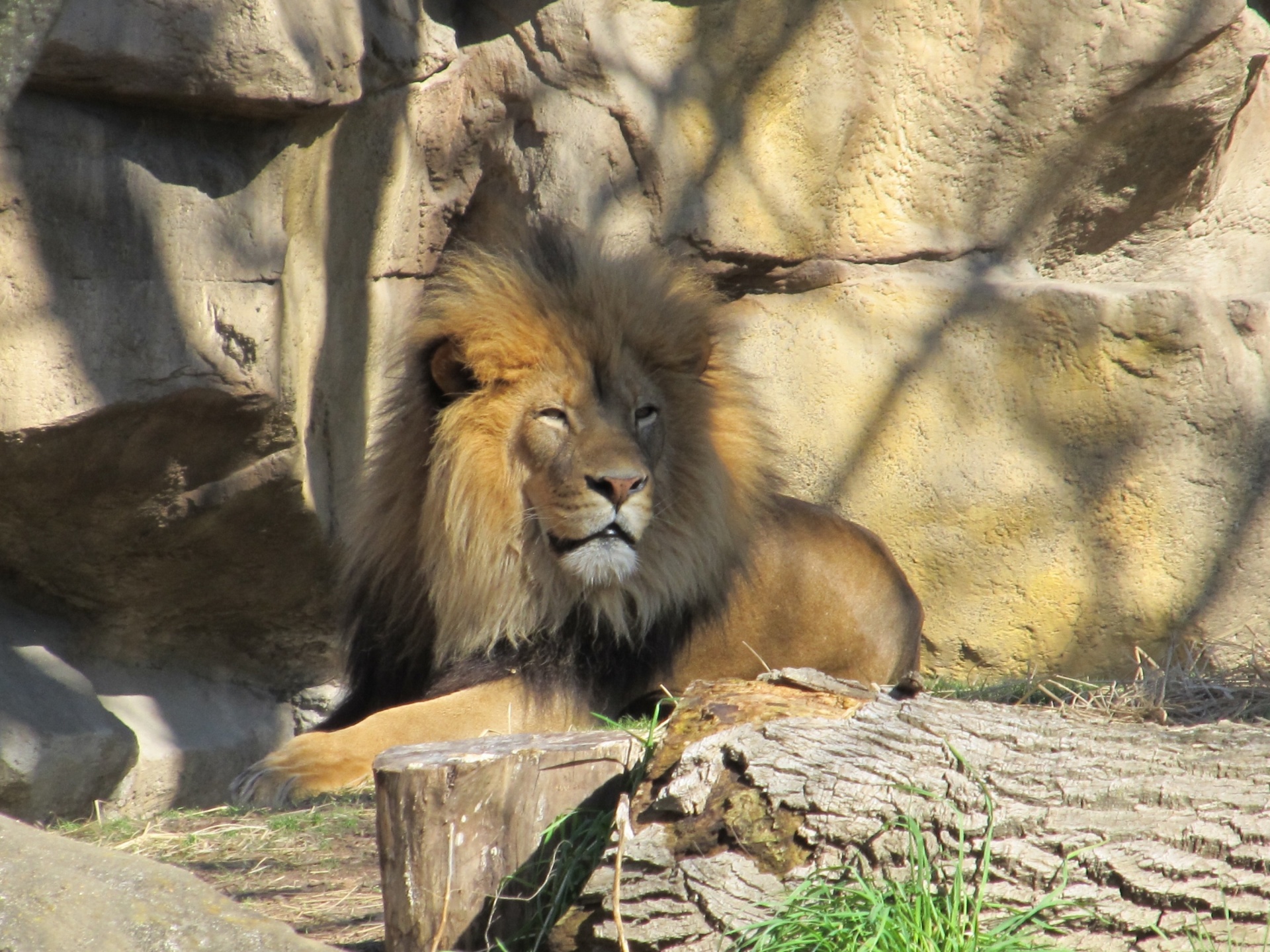 lion resting sunset free photo