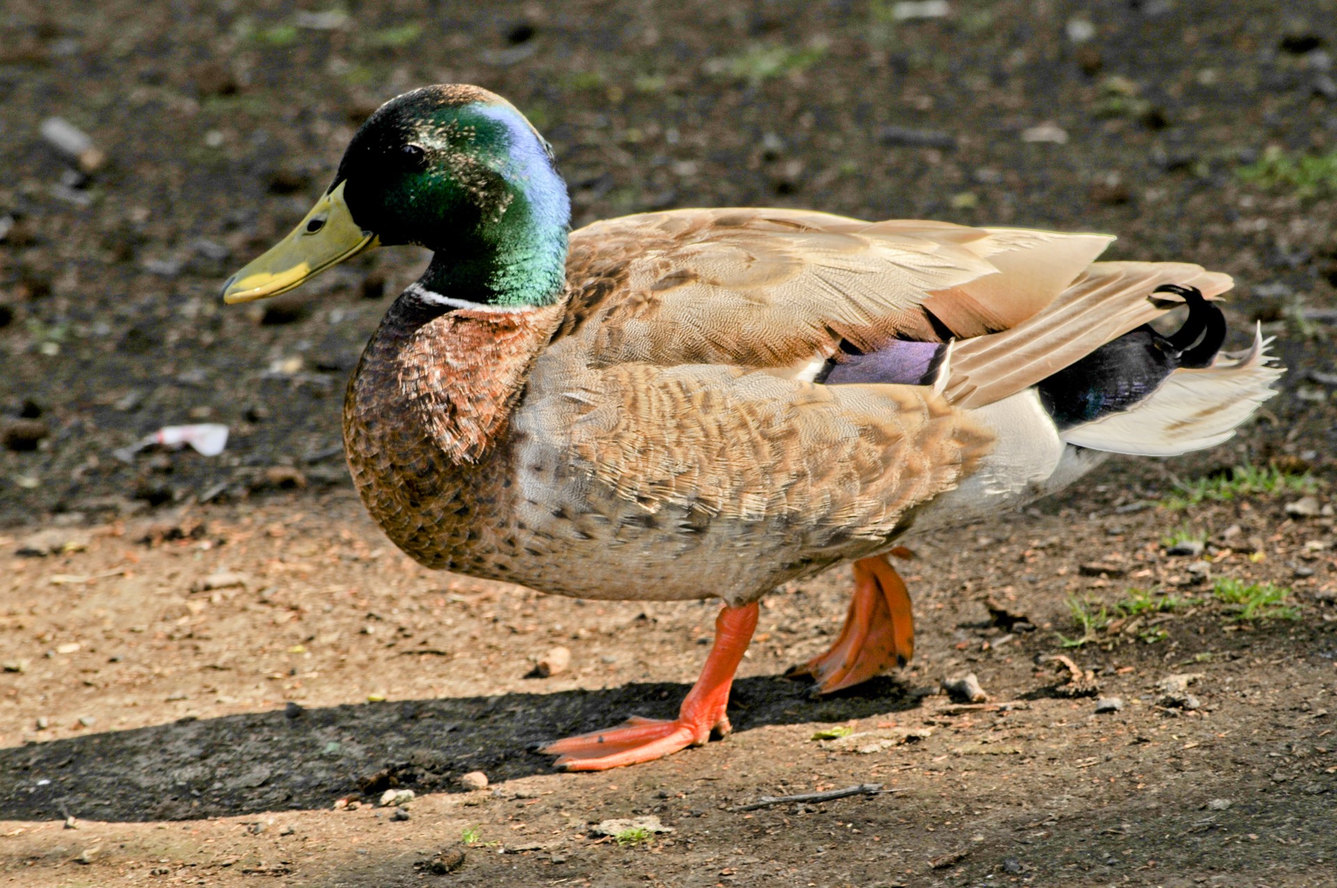 mallard duck male duck free photo