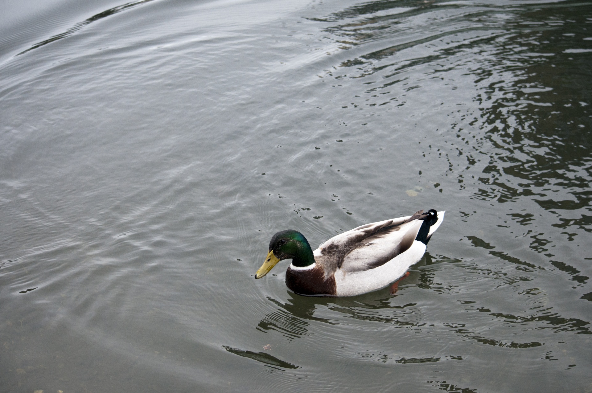 duck ducks waterfowl free photo