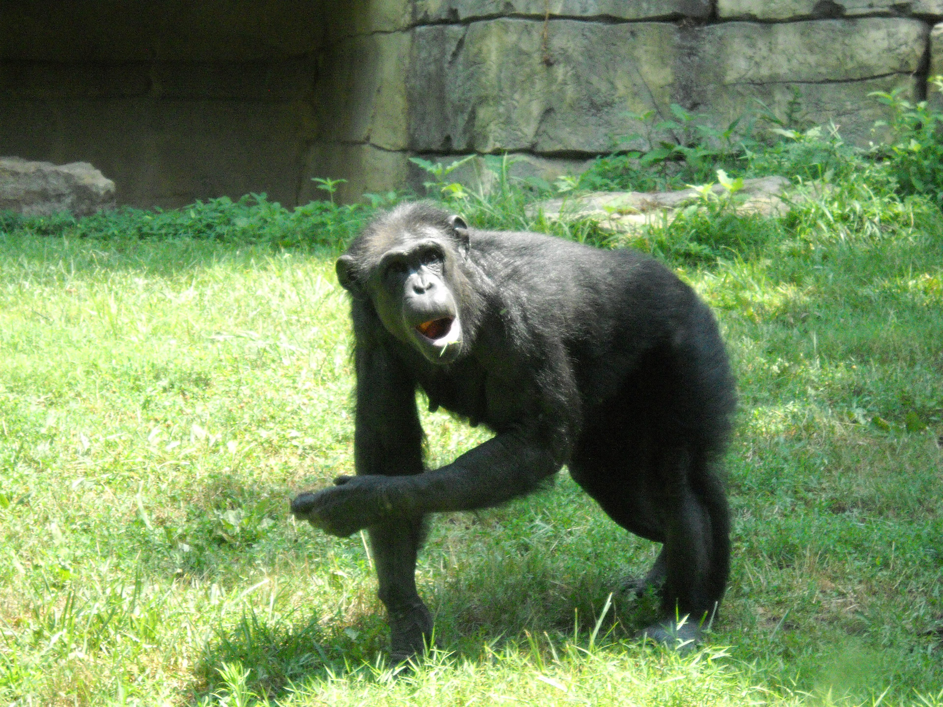 monkeys primates chimps free photo