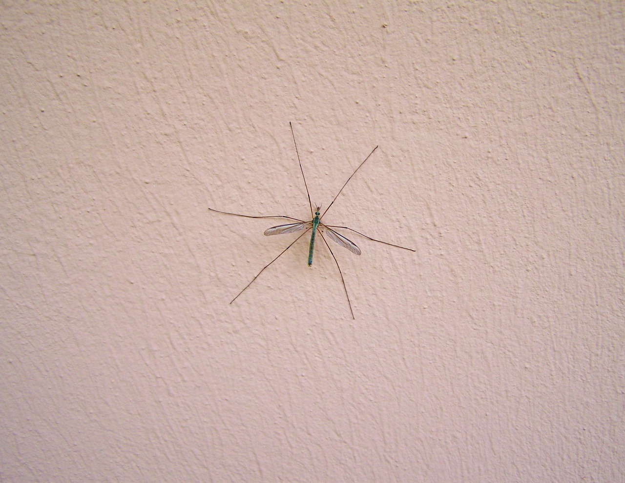 male mosquito insect animal free photo