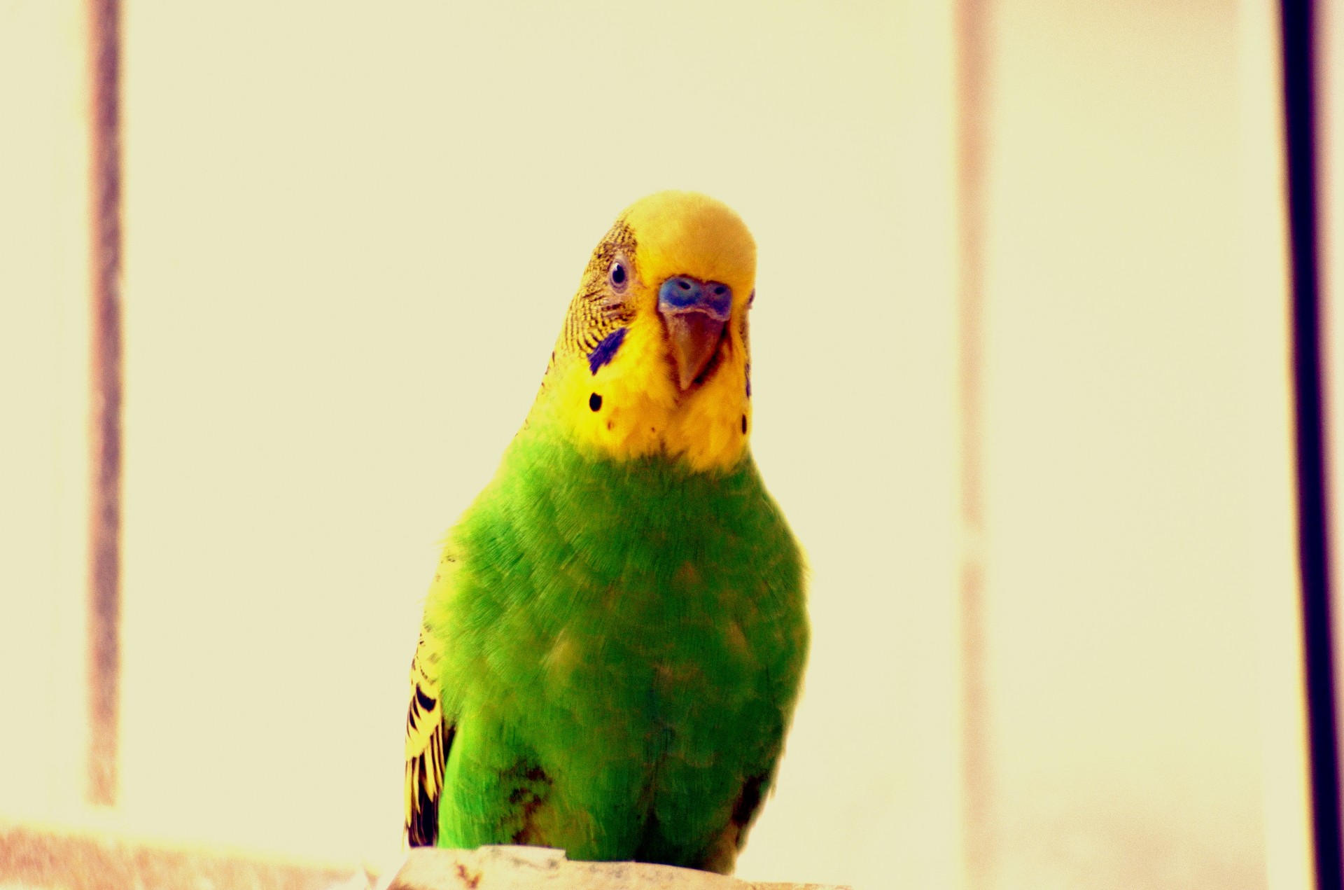 bird parakeet animals free photo