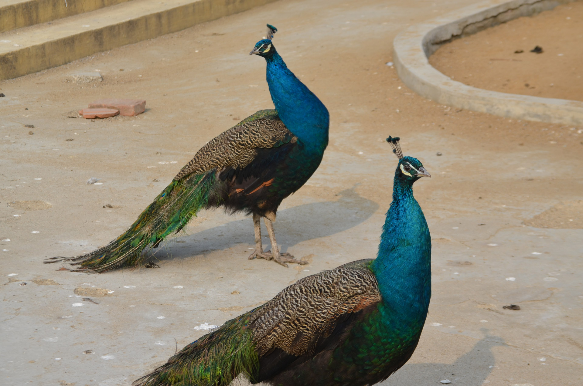 peacocks male bird free photo