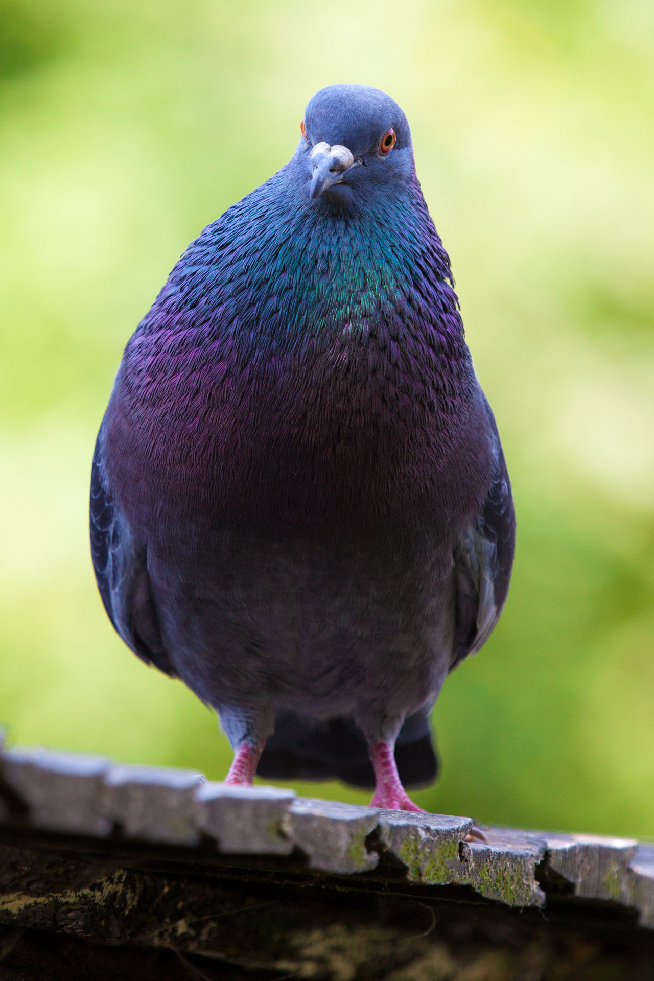 animal beak bird free photo