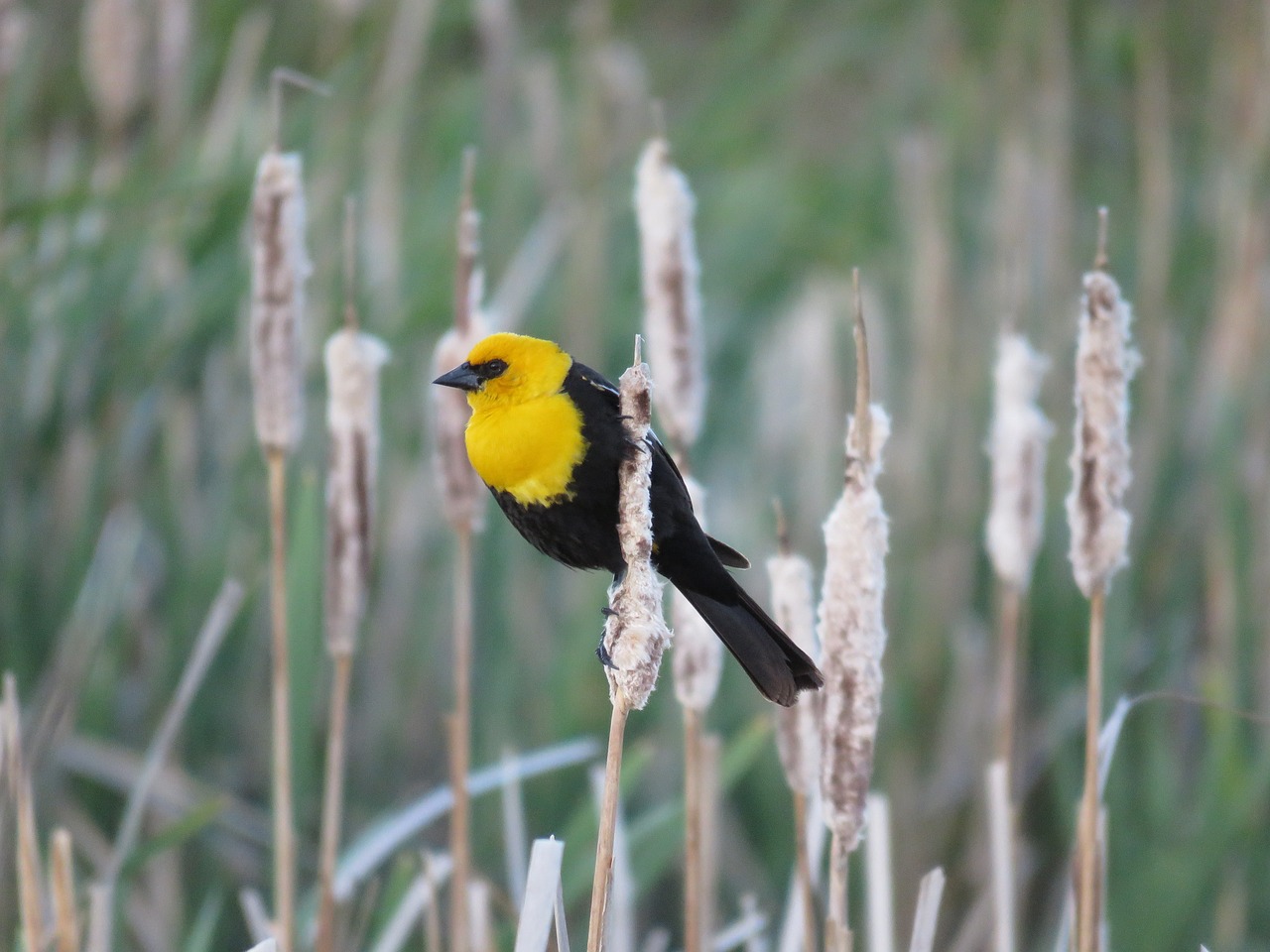 male yellow-headed blackbird blackbird marsh bird free photo