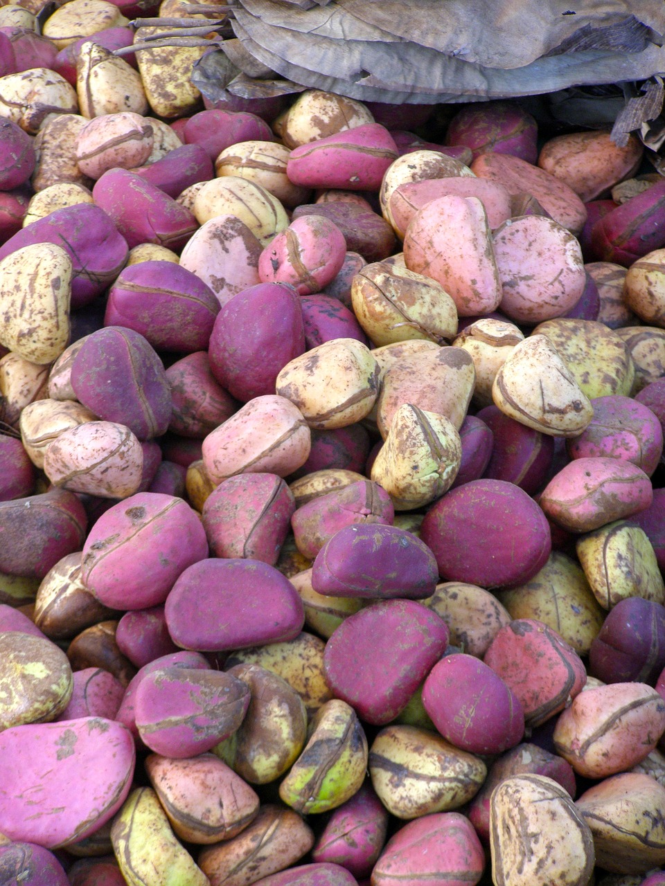 mali nuts kola free photo