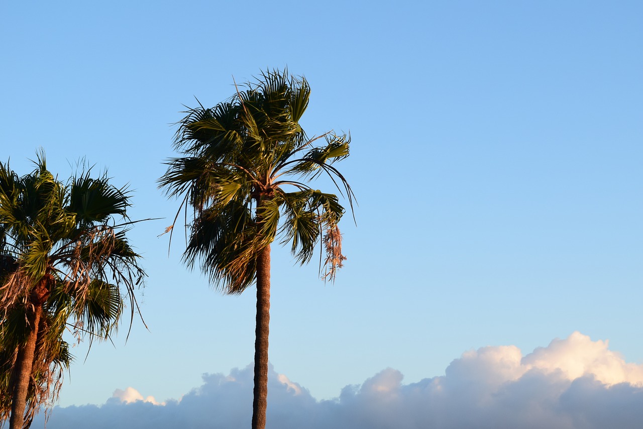 malibu  palm trees  sky free photo