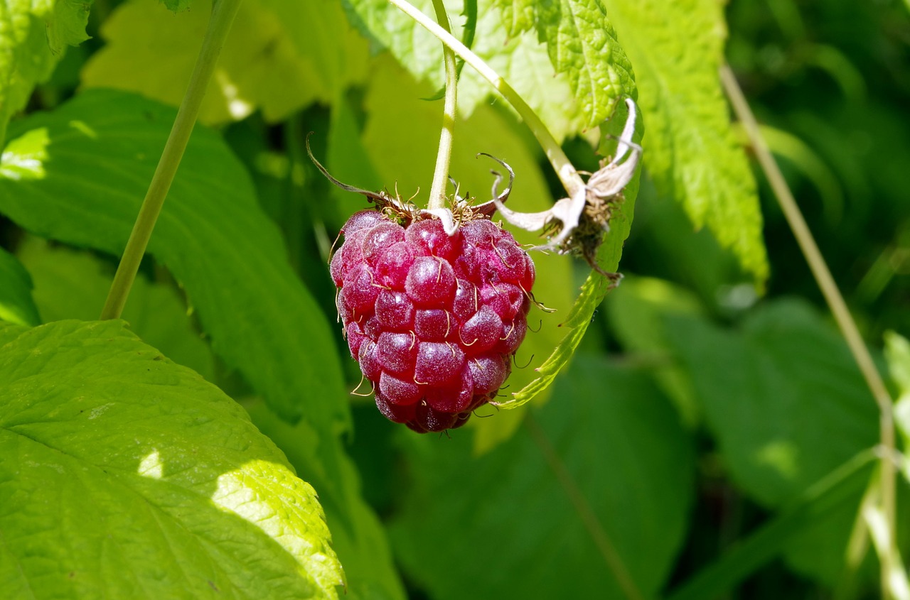malina raspberries fruit free photo